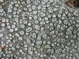 Ochrolechia parella image