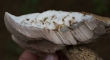 Tylopilus felleus image