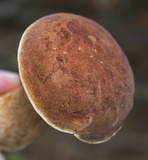 Tylopilus felleus image