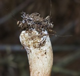 Tylopilus felleus image