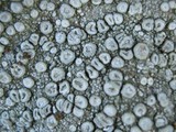 Ochrolechia parella image