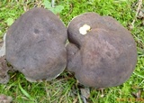 Tylopilus variobrunneus image