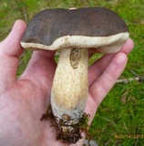 Tylopilus variobrunneus image
