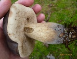 Tylopilus variobrunneus image