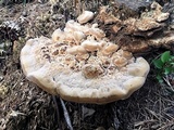 Trametes pubescens image