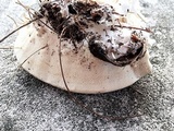 Trametes pubescens image