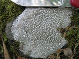 Ochrolechia parella image
