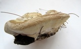 Trametes pubescens image