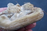 Trametes pubescens image