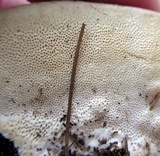 Trametes pubescens image