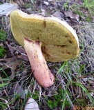 Lanmaoa pseudosensibilis image