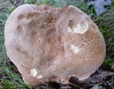 Lanmaoa pseudosensibilis image