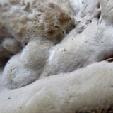 Trametes pubescens image