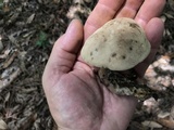 Caloboletus firmus image