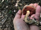 Caloboletus firmus image