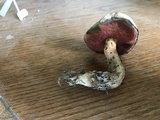Caloboletus firmus image