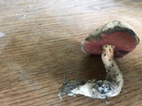 Caloboletus firmus image