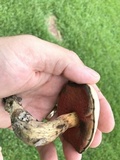 Caloboletus firmus image