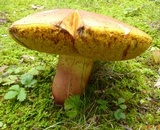 Lanmaoa pallidorosea image