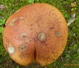 Lanmaoa pallidorosea image