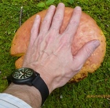 Lanmaoa pallidorosea image