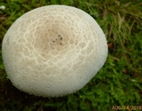 Amanita onusta image