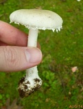 Amanita onusta image