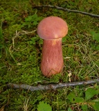 Lanmaoa pallidorosea image