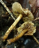 Inocybe unicolor image