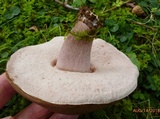 Tylopilus plumbeoviolaceus image