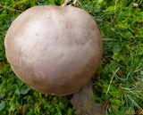 Tylopilus plumbeoviolaceus image