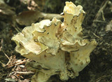 Meripilus sumstinei image