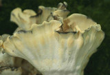 Meripilus sumstinei image
