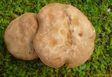 Lanmaoa pseudosensibilis image