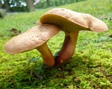 Lanmaoa pseudosensibilis image