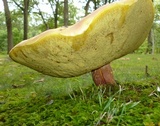 Lanmaoa pallidorosea image
