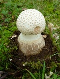 Amanita daucipes image
