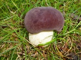 Tylopilus rubrobrunneus image