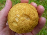 Leccinum rugosiceps image