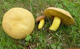 Boletus auripes image