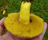 Boletus auripes image