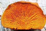 Pseudomerulius curtisii image