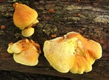 Pseudomerulius curtisii image