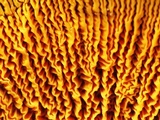 Pseudomerulius curtisii image