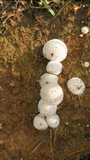 Lycoperdon curtisii image
