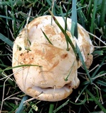 Ganoderma sessile image