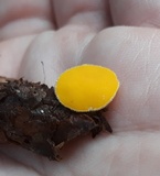 Acervus flavidus image