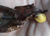 Acervus flavidus image
