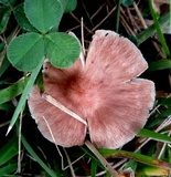 Gymnopus luxurians image