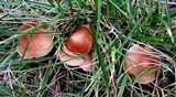 Gymnopus luxurians image